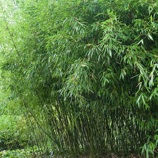 G017 Bamboo Phyllostachys Bissetii - View 9 from www redcrocus com