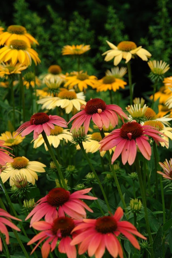Echinacea Purpurea Cheyenne Spirit - View 17 from www redcrocus com