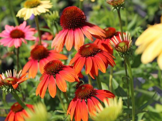 Echinacea Purpurea Cheyenne Spirit - View 1 from www redcrocus com