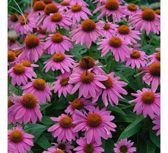 Echinacea Purpurea Powwow Mix - View 10 from www redcrocus com