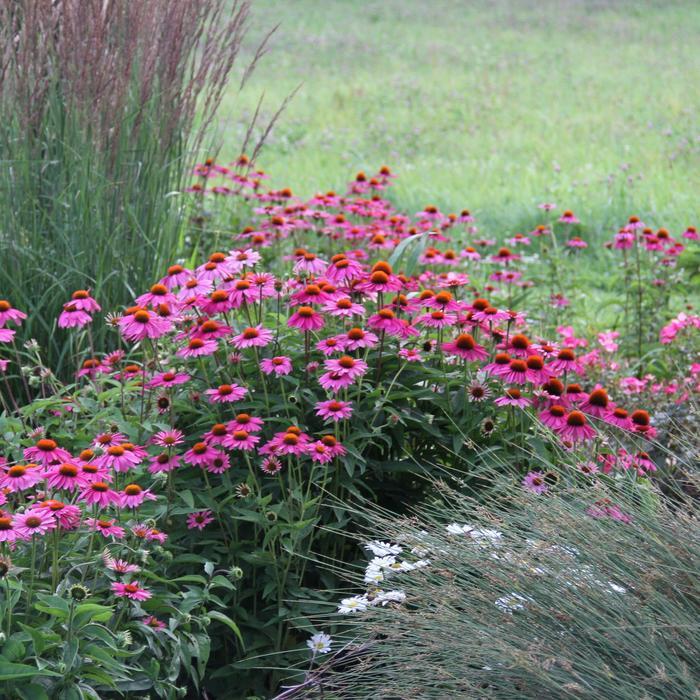 Echinacea Purpurea Powwow Mix - View 11 from www redcrocus com