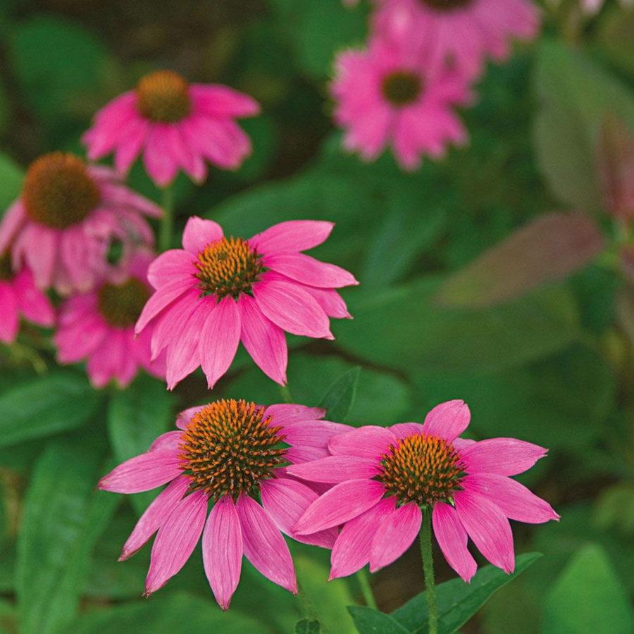 Echinacea Purpurea Powwow Mix - View 12 from www redcrocus com