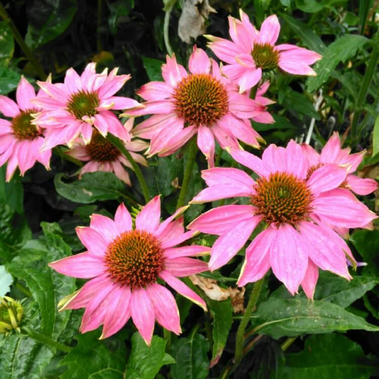 Echinacea Purpurea Powwow Mix - View 14 from www redcrocus com