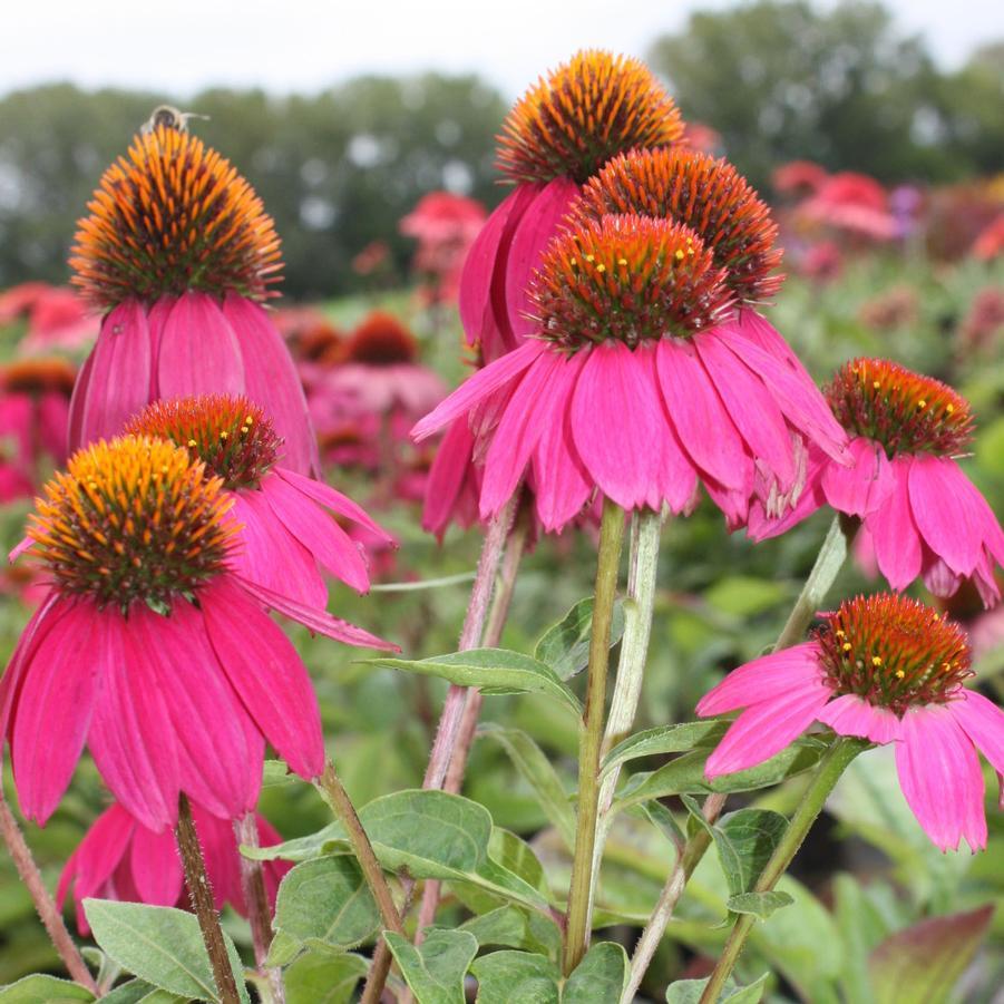 Echinacea Purpurea Powwow Mix - View 15 from www redcrocus com