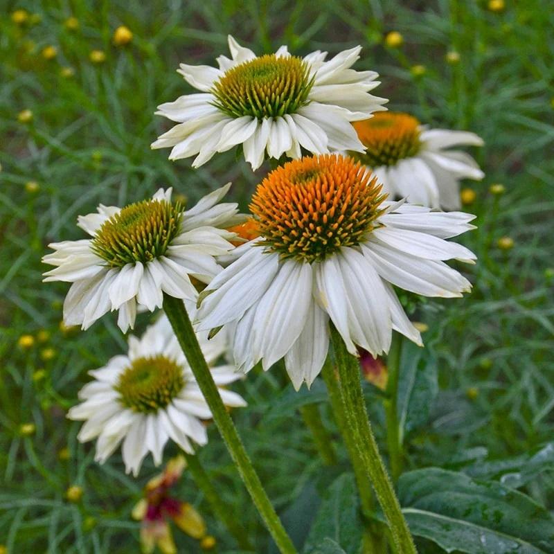 Echinacea Purpurea Powwow Mix - View 16 from www redcrocus com