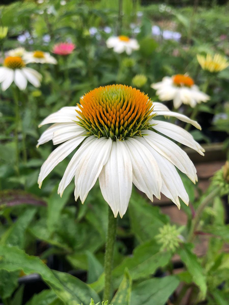 Echinacea Purpurea Powwow Mix - View 17 from www redcrocus com