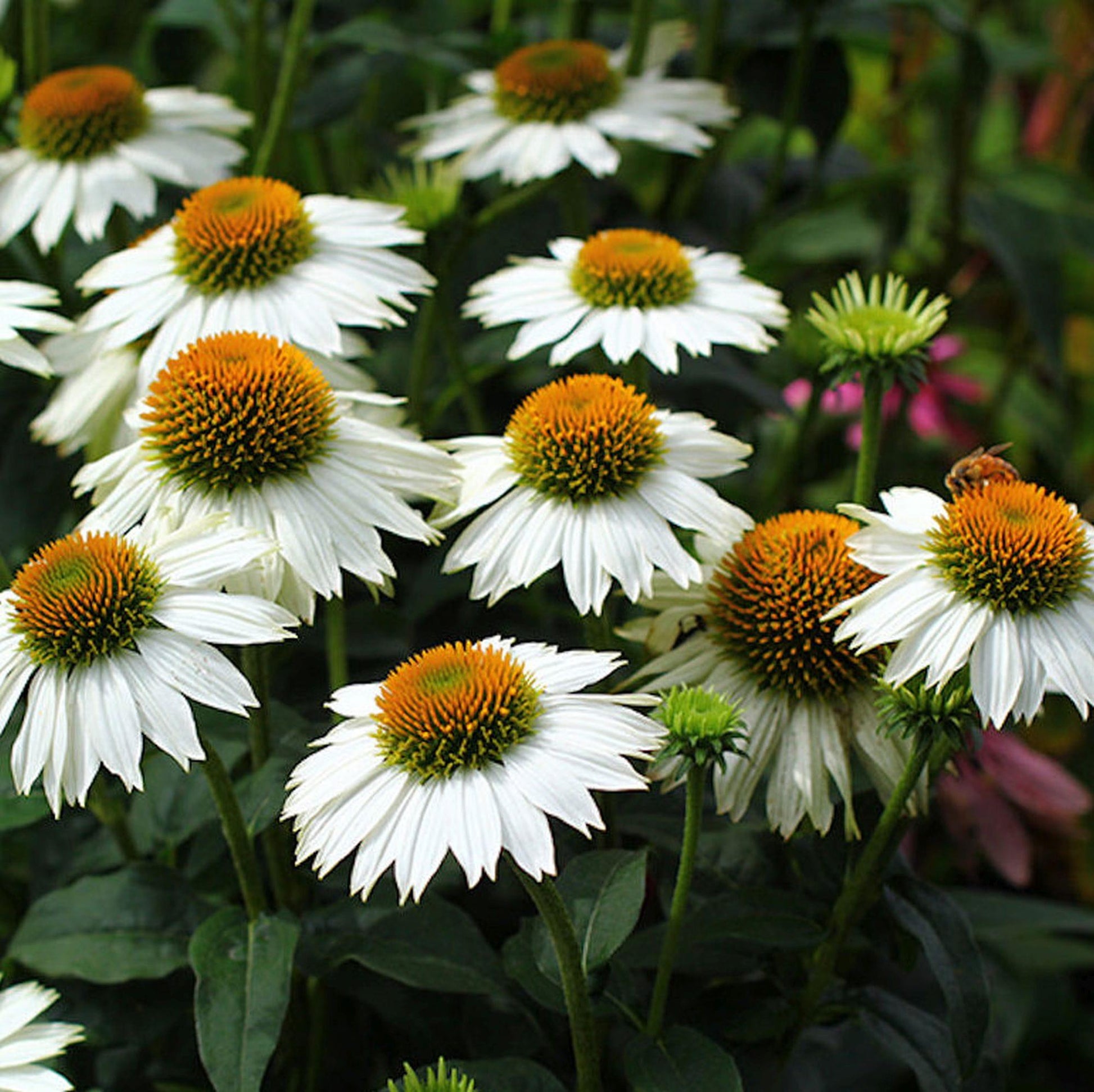 Echinacea Purpurea Powwow Mix - View 18 from www redcrocus com