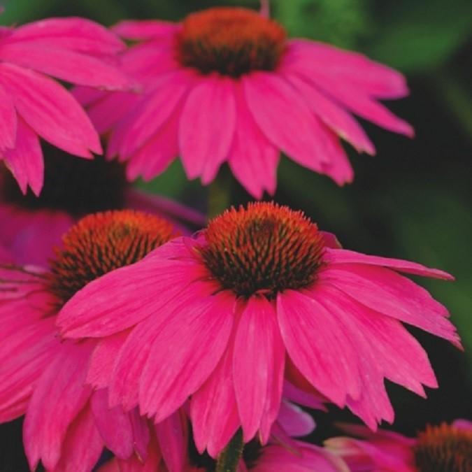 Echinacea Purpurea Powwow Mix - View 19 from www redcrocus com