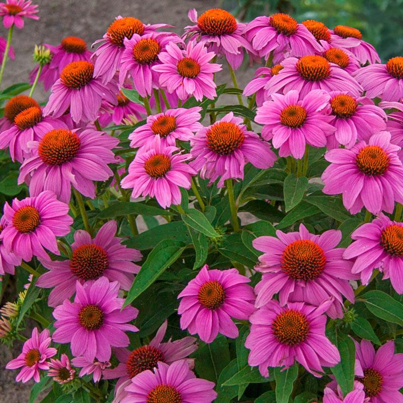 Echinacea Purpurea Powwow Mix - View 1 from www redcrocus com