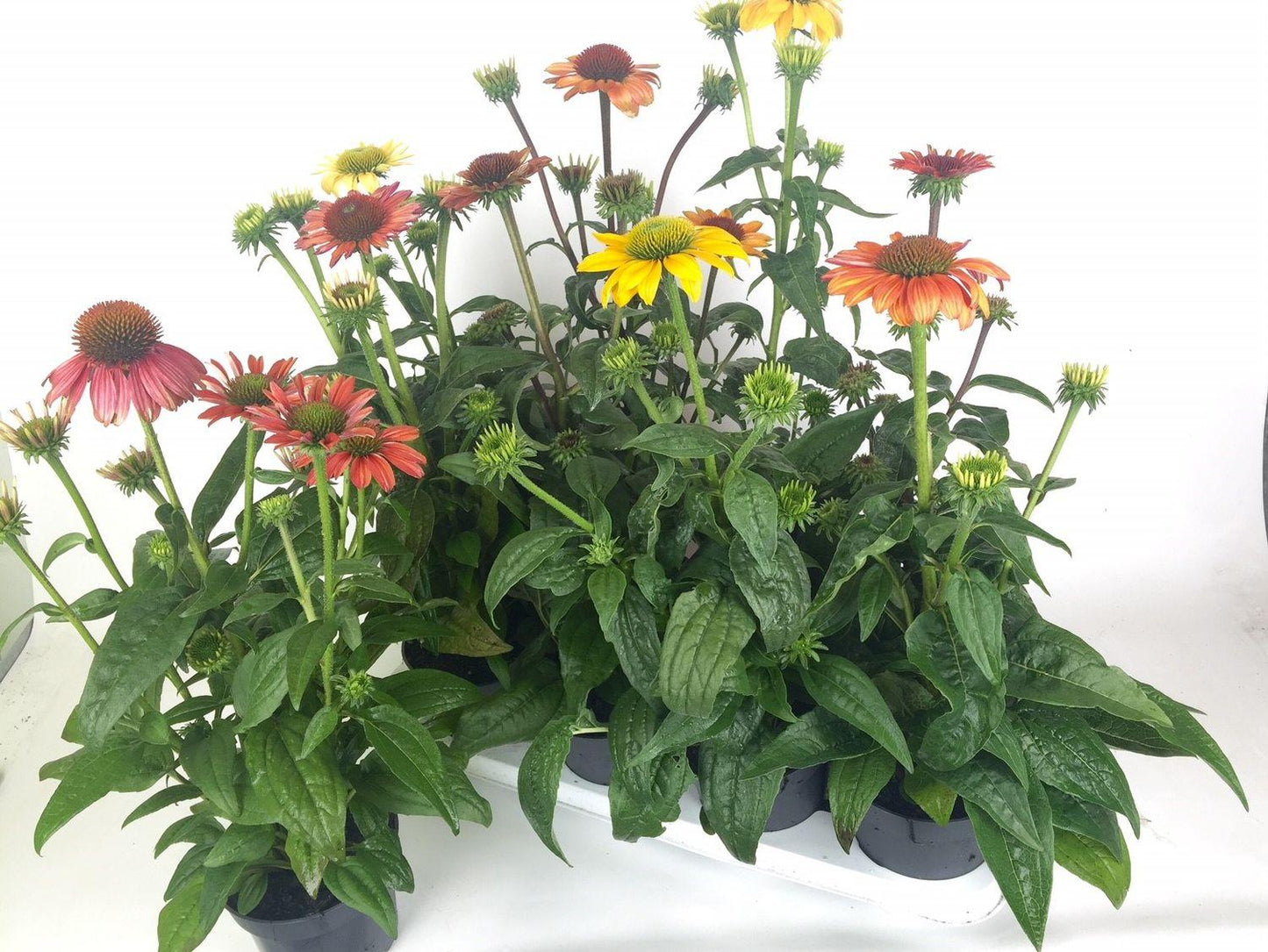 Echinacea Purpurea Powwow Mix - View 3 from www redcrocus com