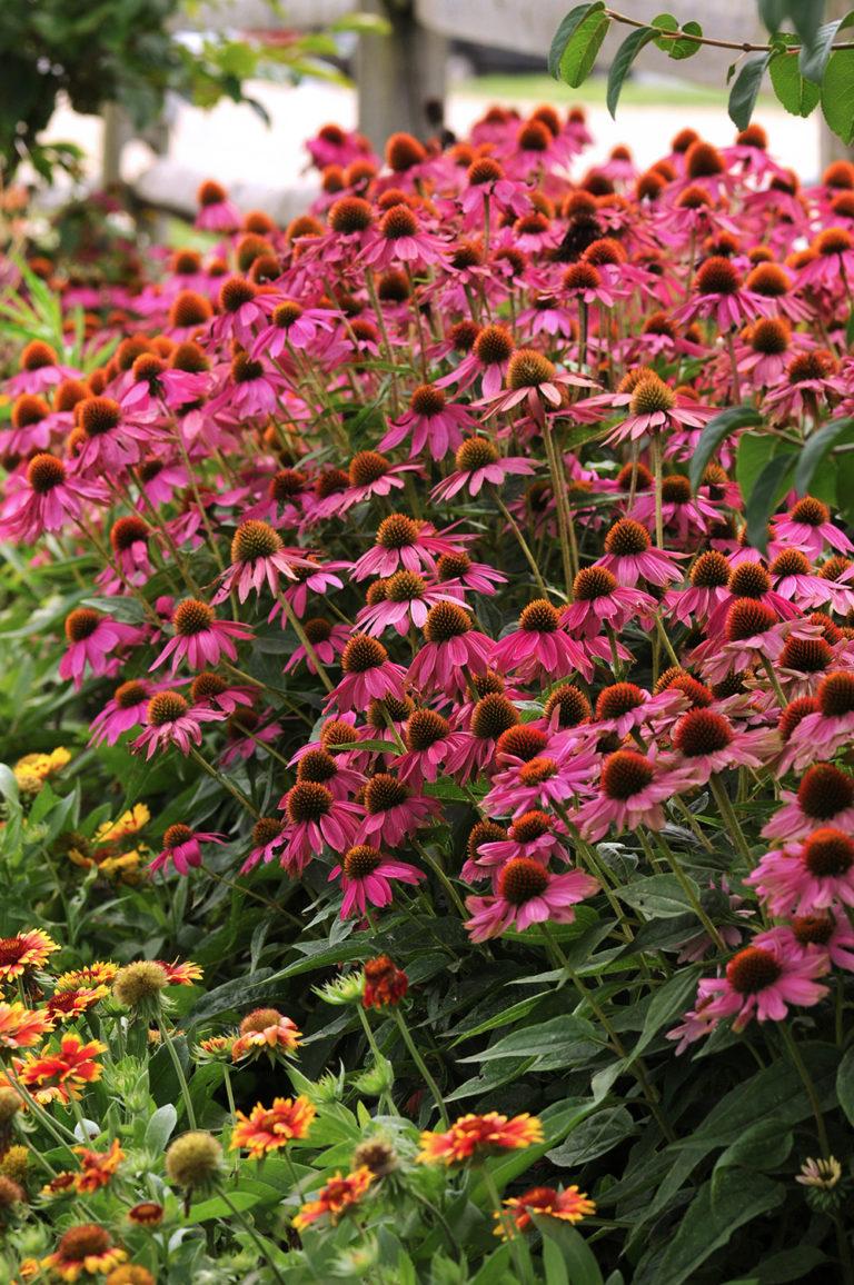Echinacea Purpurea Powwow Mix - View 8 from www redcrocus com