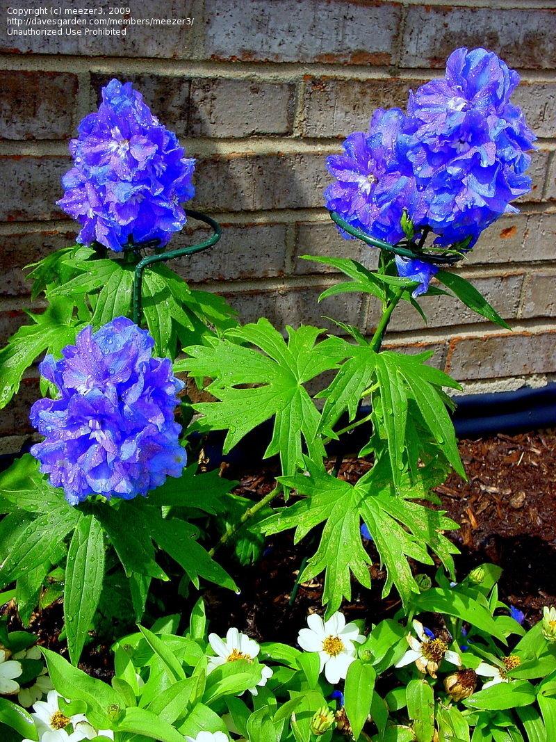 Delphinium Elatum Guardian Blue - View 12 from www redcrocus com