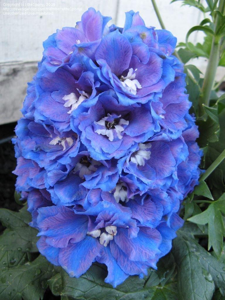 Delphinium Elatum Guardian Blue - View 13 from www redcrocus com
