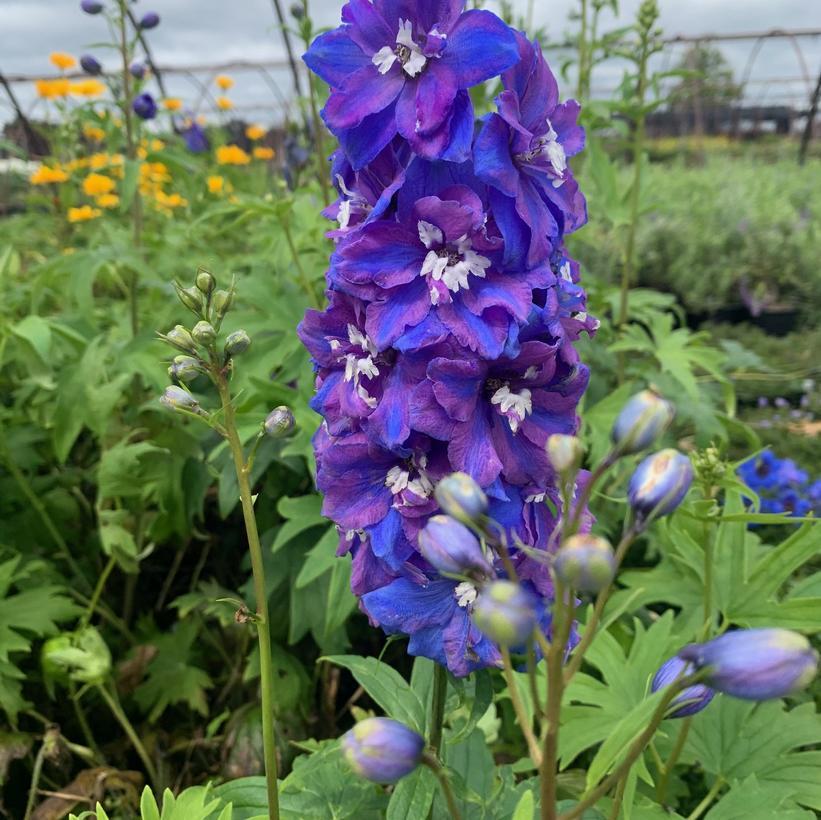 Delphinium Elatum Guardian Blue - View 14 from www redcrocus com