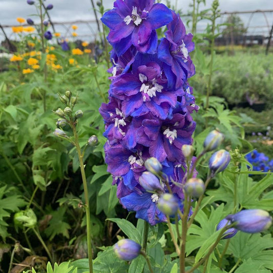 Delphinium Elatum Guardian Blue - View 14 from www redcrocus com