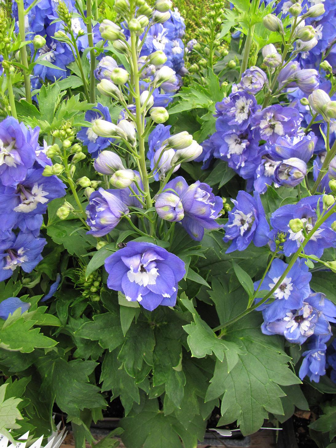 Delphinium Elatum Guardian Blue - View 16 from www redcrocus com