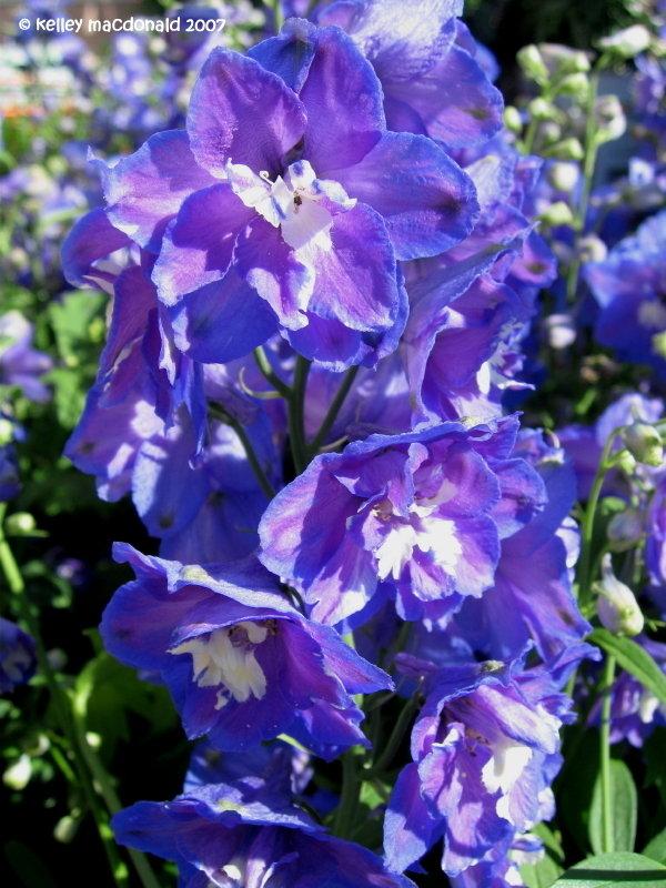 Delphinium Elatum Guardian Blue - View 17 from www redcrocus com