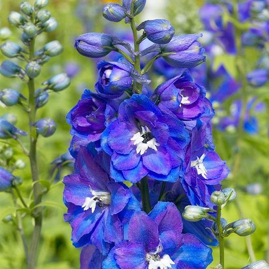 Delphinium Elatum Guardian Blue - View 1 from www redcrocus com
