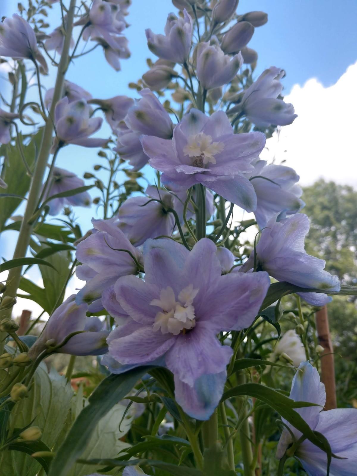 Delphinium Elatum Guardian Blue - View 3 from www redcrocus com