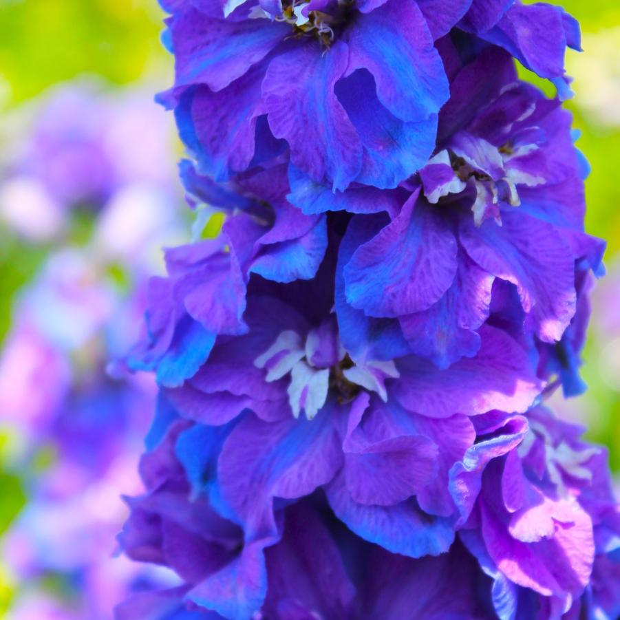 Delphinium Elatum Guardian Blue - View 8 from www redcrocus com