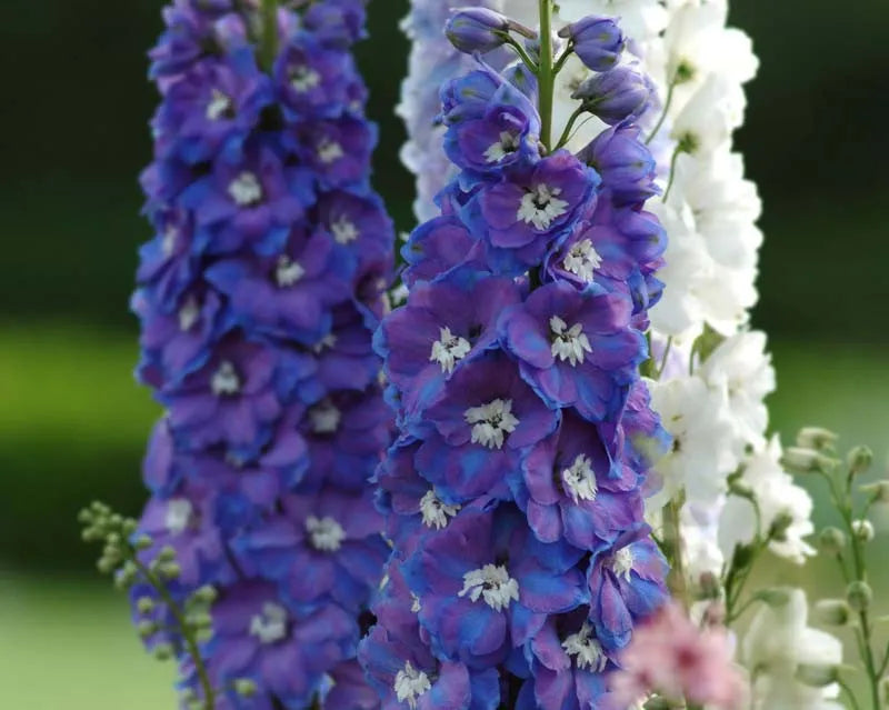 Delphinium Elatum Guardian Blue - View 9 from www redcrocus com