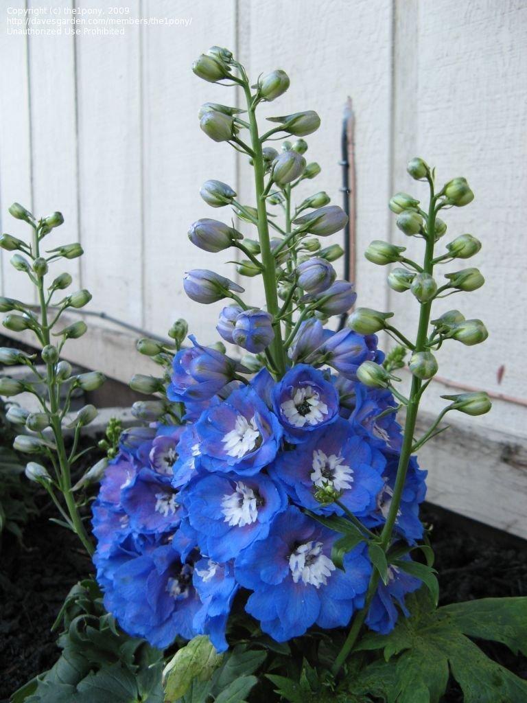 Delphinium Elatum Guardian Blue - View 9 from www redcrocus com