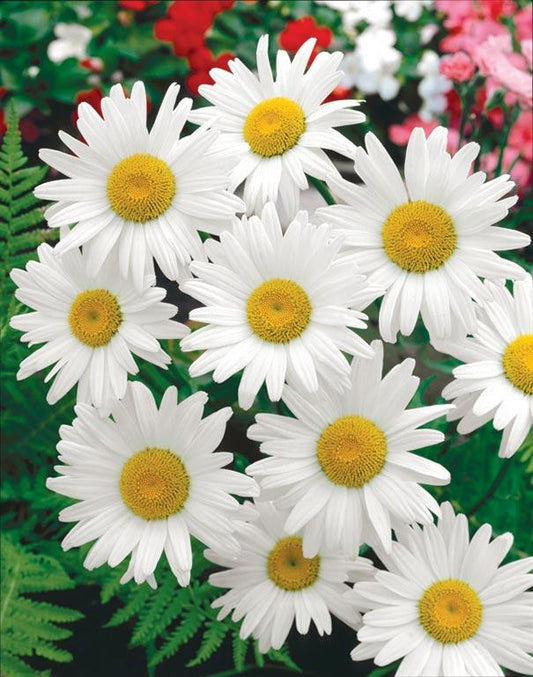 Leucanthemum X Superbum Becky - View 10 from www redcrocus com