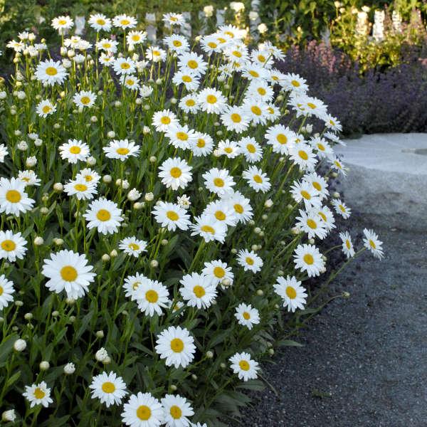 Leucanthemum X Superbum Becky - View 11 from www redcrocus com