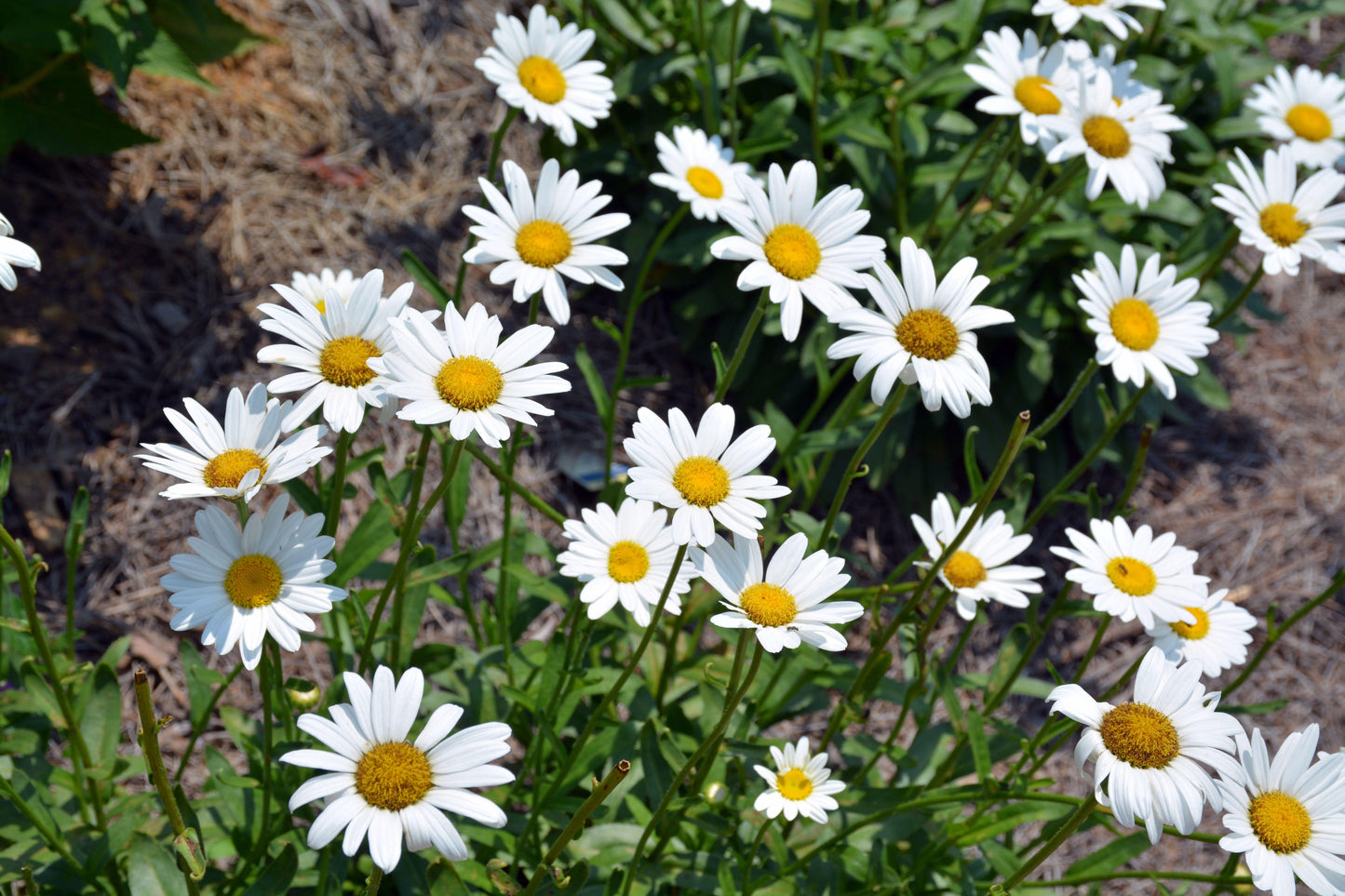 Leucanthemum X Superbum Becky - View 13 from www redcrocus com