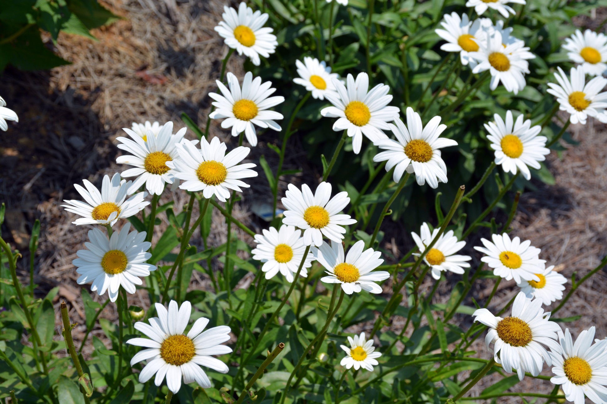 Leucanthemum X Superbum Becky - View 13 from www redcrocus com