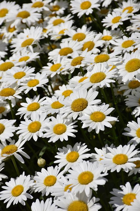 Leucanthemum X Superbum Becky - View 15 from www redcrocus com