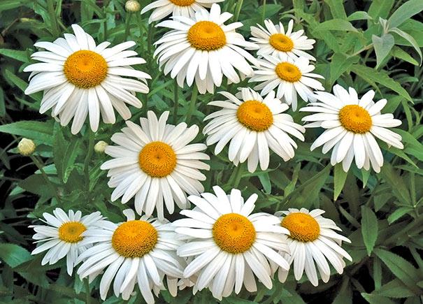 Leucanthemum X Superbum Becky - View 18 from www redcrocus com