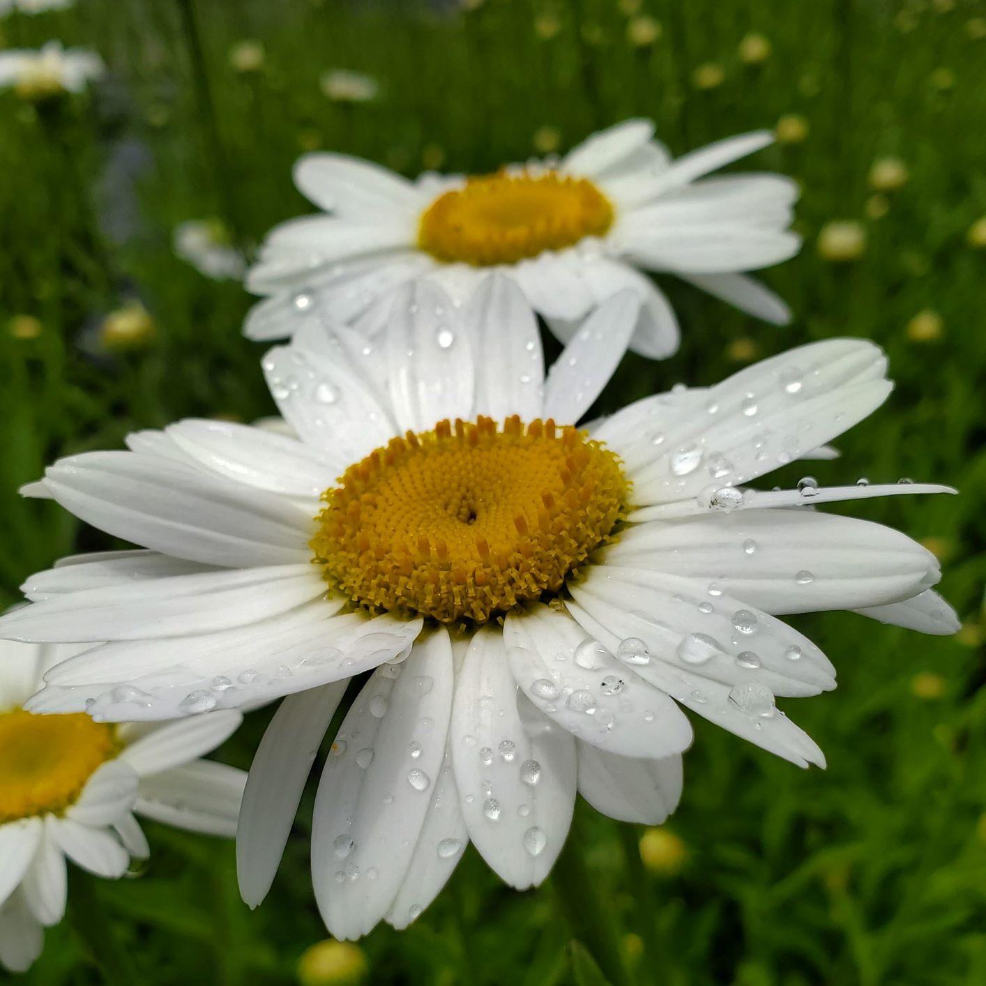 Leucanthemum X Superbum Becky - View 19 from www redcrocus com