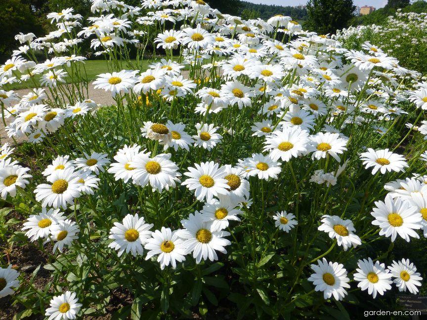 Leucanthemum X Superbum Becky - View 1 from www redcrocus com