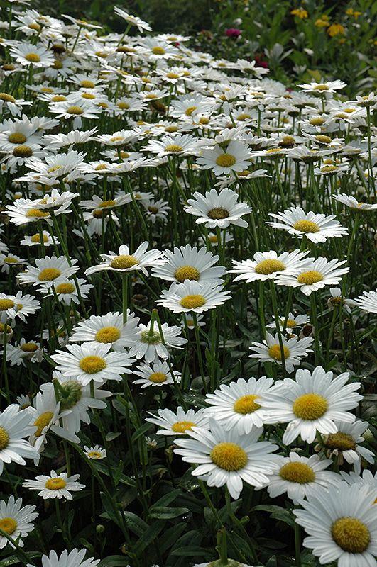 Leucanthemum X Superbum Becky - View 20 from www redcrocus com