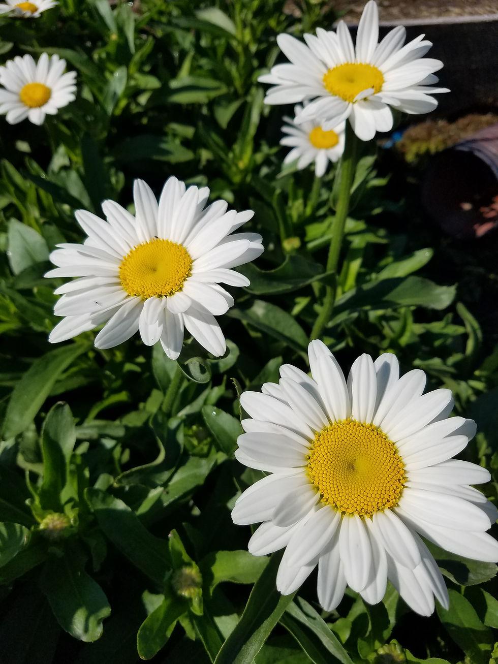Leucanthemum X Superbum Becky - View 6 from www redcrocus com