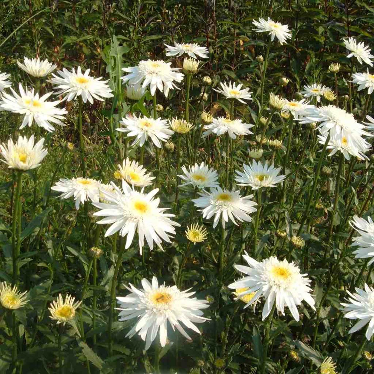Leucanthemum X Superbum Becky - View 9 from www redcrocus com