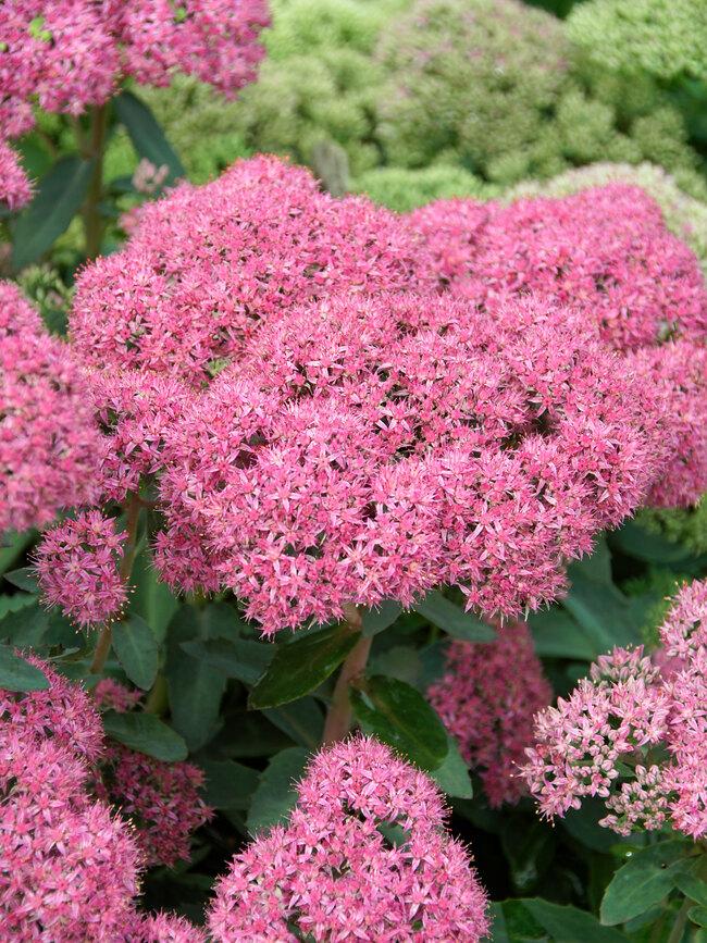 Sedum X Abbeydore - View 10 from www redcrocus com
