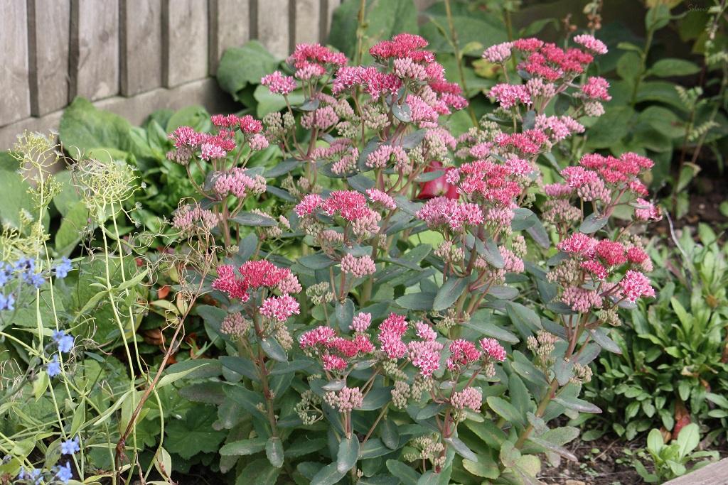 Sedum X Abbeydore - View 11 from www redcrocus com