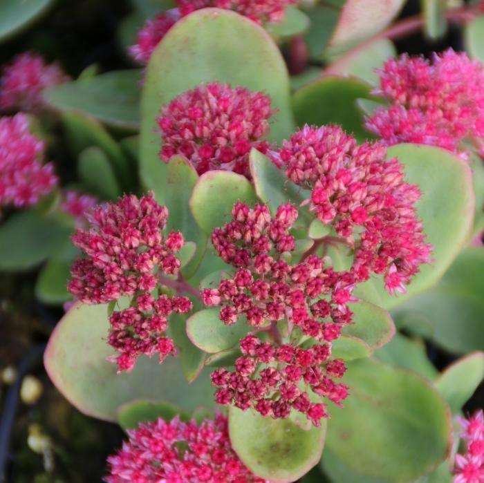 Sedum X Abbeydore - View 13 from www redcrocus com