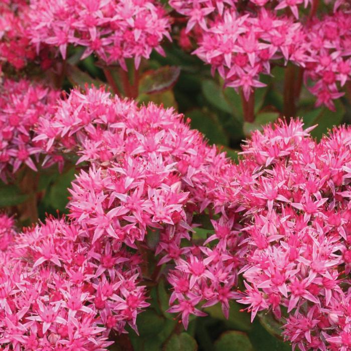 Sedum X Abbeydore - View 14 from www redcrocus com