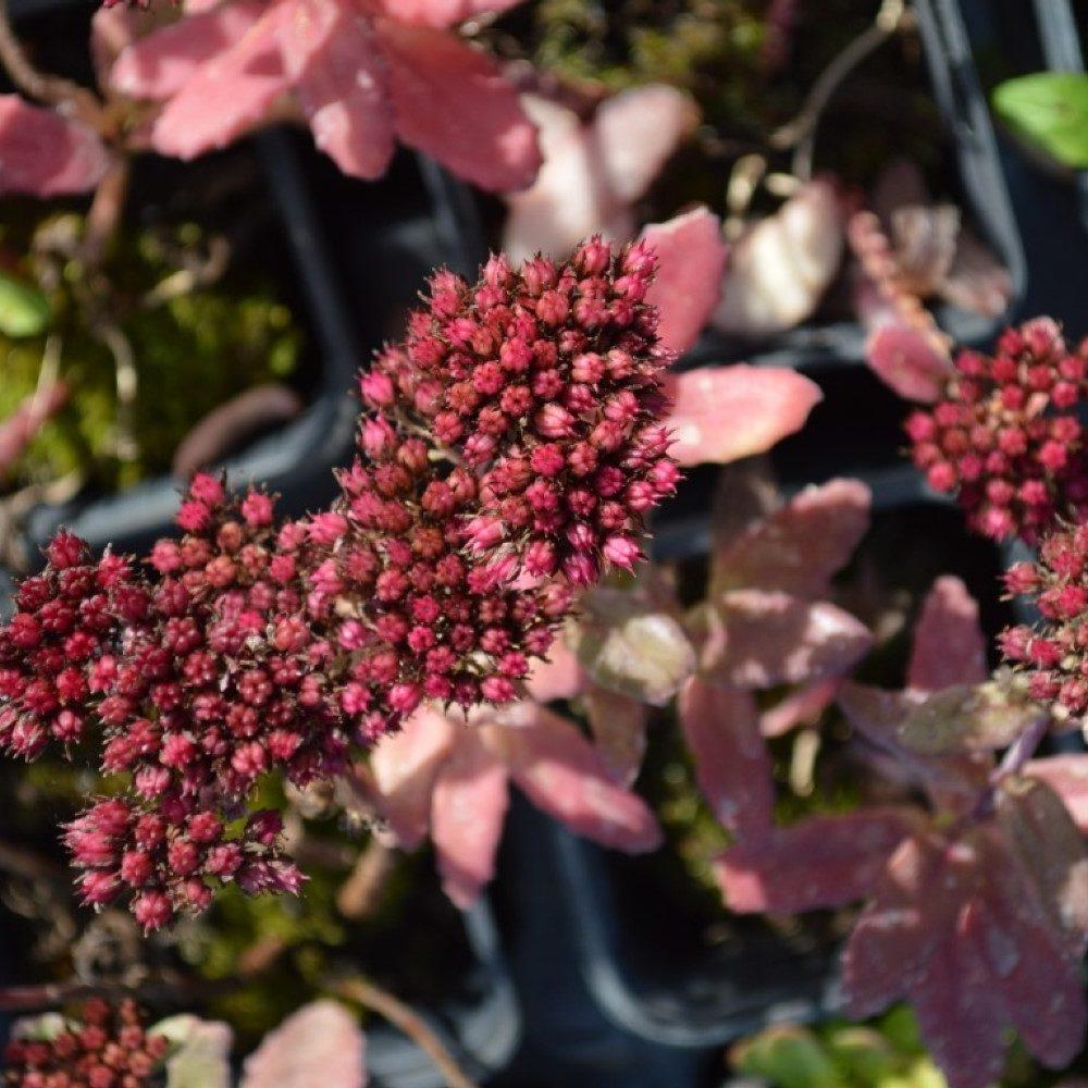 Sedum X Abbeydore - View 15 from www redcrocus com