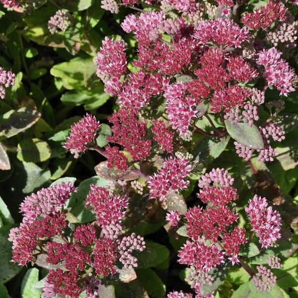 Sedum X Abbeydore - View 16 from www redcrocus com
