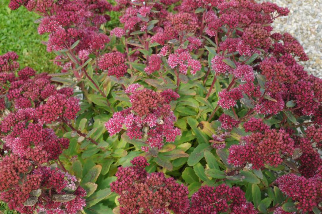 Sedum X Abbeydore - View 18 from www redcrocus com