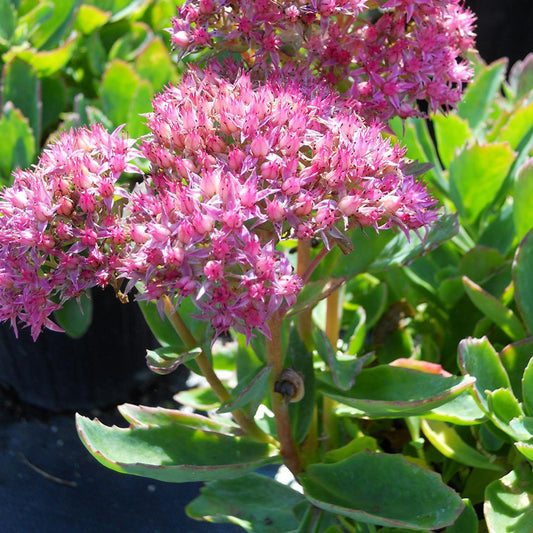 Sedum X Abbeydore - View 1 from www redcrocus com