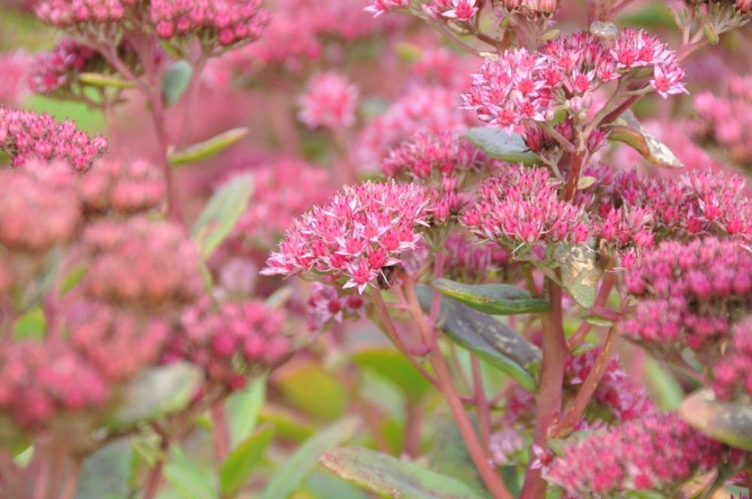 Sedum X Abbeydore - View 20 from www redcrocus com
