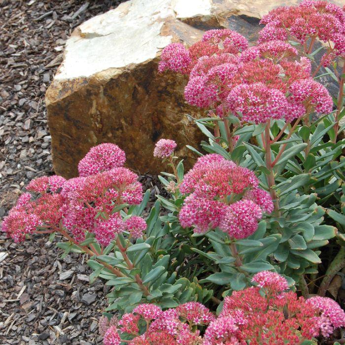 Sedum X Abbeydore - View 2 from www redcrocus com