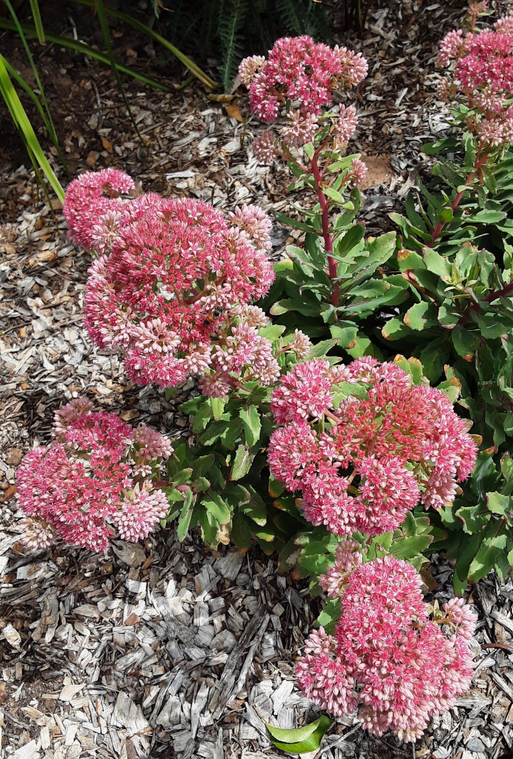Sedum X Abbeydore - View 5 from www redcrocus com