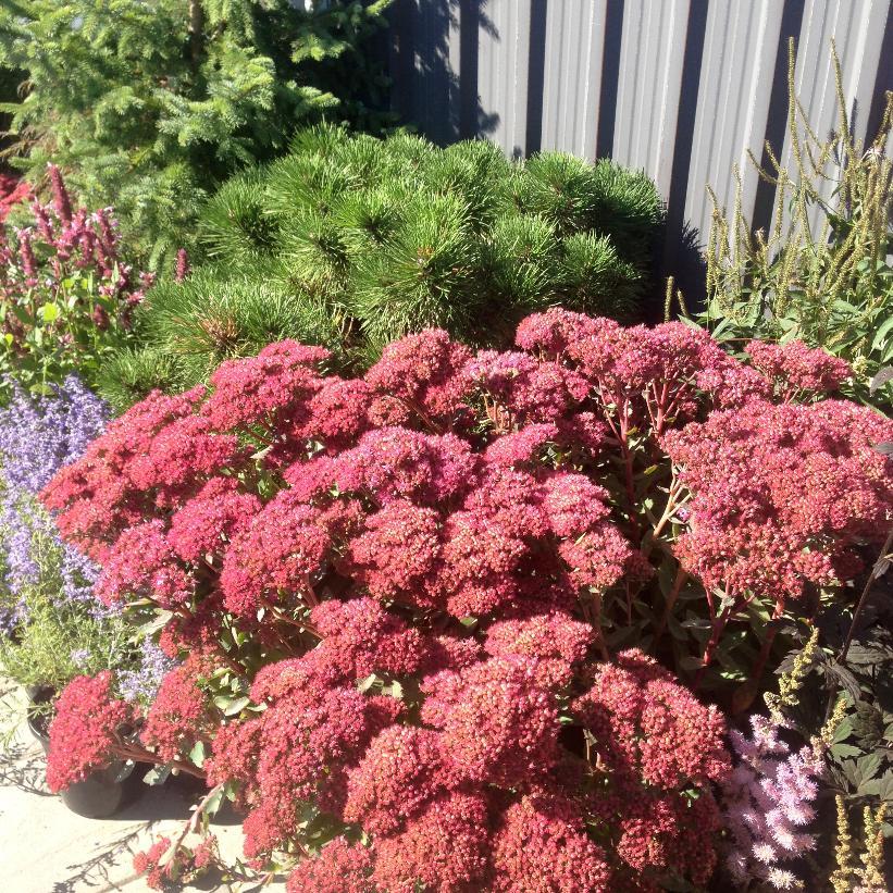 Sedum X Abbeydore - View 6 from www redcrocus com