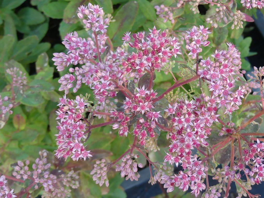 Sedum X Abbeydore - View 7 from www redcrocus com